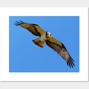 Flying osprey with a target in sight Posters and Art